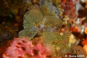 Virididentula (Bugula) dentata-Wakatobi Batuata Island-25m-20180603-Denis-ADER-DSC_3719_tn